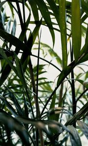 Preview wallpaper plant, leaves, green, stem