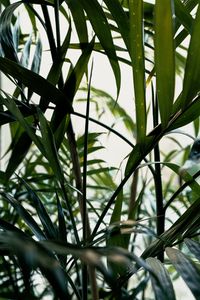 Preview wallpaper plant, leaves, green, stem
