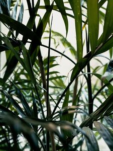 Preview wallpaper plant, leaves, green, stem