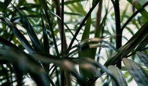 Preview wallpaper plant, leaves, green, stem