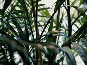 Preview wallpaper plant, leaves, green, stem