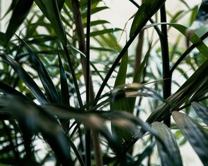 Preview wallpaper plant, leaves, green, stem