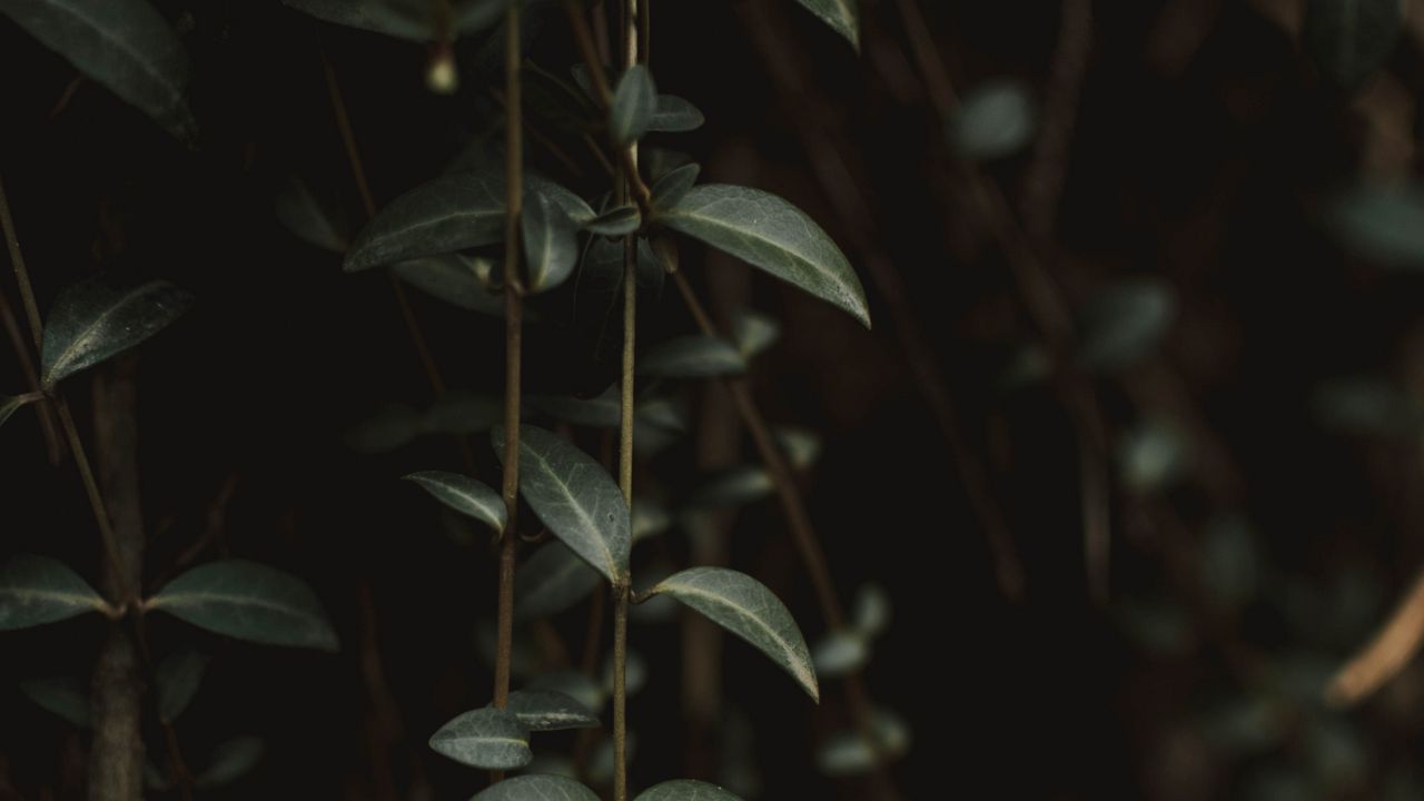 Wallpaper plant, leaves, green, closeup