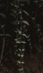 Preview wallpaper plant, leaves, green, closeup