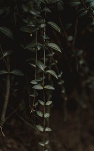 Preview wallpaper plant, leaves, green, closeup