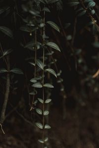 Preview wallpaper plant, leaves, green, closeup