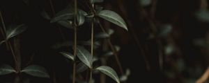 Preview wallpaper plant, leaves, green, closeup