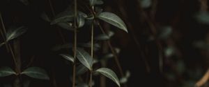 Preview wallpaper plant, leaves, green, closeup
