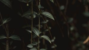 Preview wallpaper plant, leaves, green, closeup