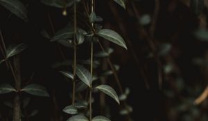 Preview wallpaper plant, leaves, green, closeup