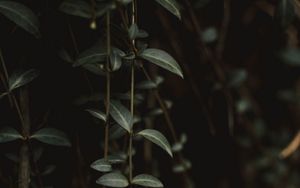 Preview wallpaper plant, leaves, green, closeup