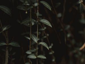 Preview wallpaper plant, leaves, green, closeup