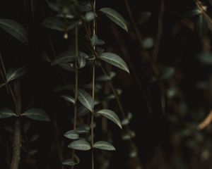 Preview wallpaper plant, leaves, green, closeup
