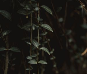 Preview wallpaper plant, leaves, green, closeup