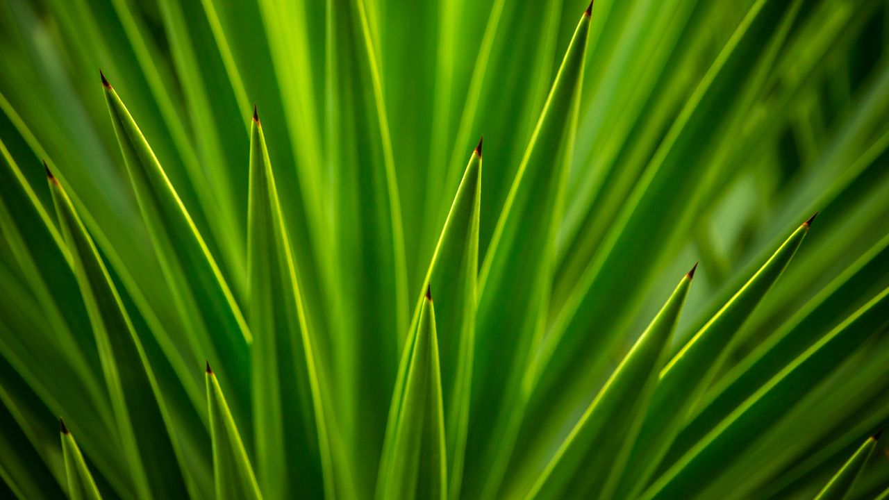 Wallpaper plant, leaves, green, macro
