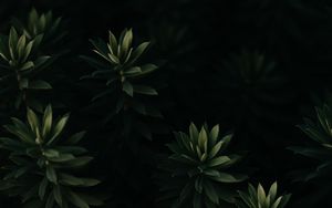 Preview wallpaper plant, leaves, green, dark, macro