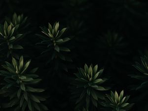 Preview wallpaper plant, leaves, green, dark, macro