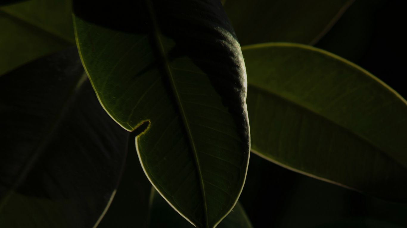 Download wallpaper 1366x768 plant, leaves, green, macro, dark tablet ...