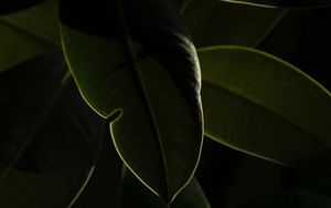 Preview wallpaper plant, leaves, green, macro, dark