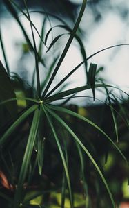 Preview wallpaper plant, leaves, green, macro, tropical