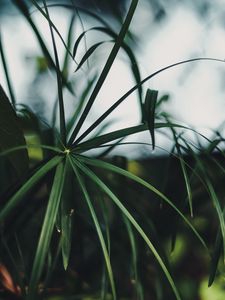 Preview wallpaper plant, leaves, green, macro, tropical