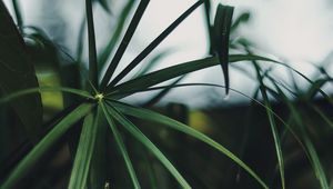 Preview wallpaper plant, leaves, green, macro, tropical