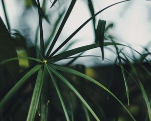 Preview wallpaper plant, leaves, green, macro, tropical