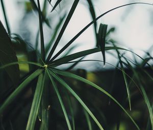 Preview wallpaper plant, leaves, green, macro, tropical