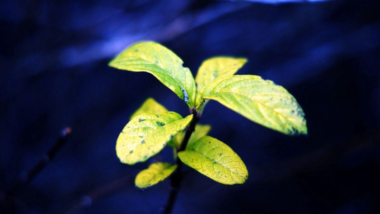 Wallpaper plant, leaves, green, blue background, nature hd, picture, image