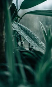 Preview wallpaper plant, leaves, houseplant, drops