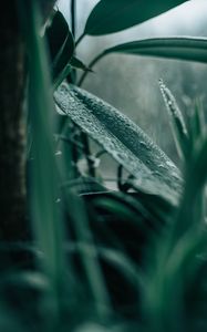 Preview wallpaper plant, leaves, houseplant, drops