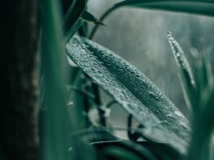 Preview wallpaper plant, leaves, houseplant, drops