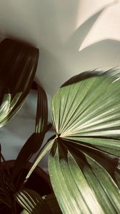 Preview wallpaper plant, leaves, light, shadow, green