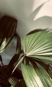 Preview wallpaper plant, leaves, light, shadow, green