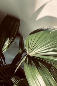 Preview wallpaper plant, leaves, light, shadow, green