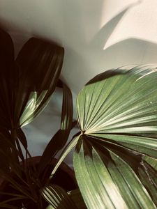 Preview wallpaper plant, leaves, light, shadow, green