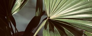 Preview wallpaper plant, leaves, light, shadow, green