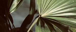 Preview wallpaper plant, leaves, light, shadow, green