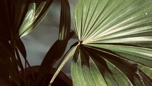Preview wallpaper plant, leaves, light, shadow, green