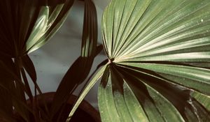 Preview wallpaper plant, leaves, light, shadow, green