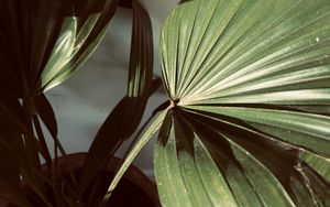 Preview wallpaper plant, leaves, light, shadow, green