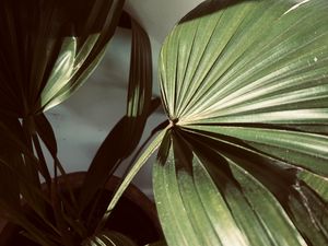 Preview wallpaper plant, leaves, light, shadow, green