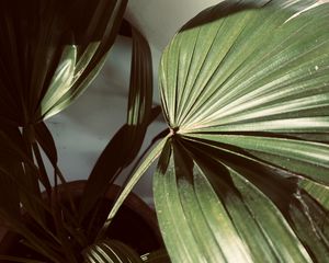 Preview wallpaper plant, leaves, light, shadow, green
