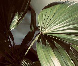 Preview wallpaper plant, leaves, light, shadow, green