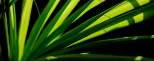 Preview wallpaper plant, leaves, light, macro, green