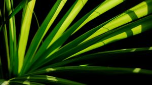 Preview wallpaper plant, leaves, light, macro, green