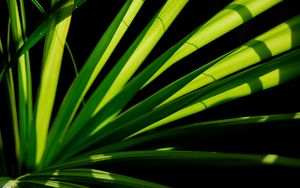 Preview wallpaper plant, leaves, light, macro, green