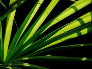 Preview wallpaper plant, leaves, light, macro, green