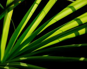 Preview wallpaper plant, leaves, light, macro, green