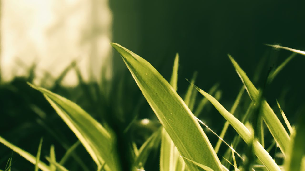 Wallpaper plant, leaves, light, green, macro